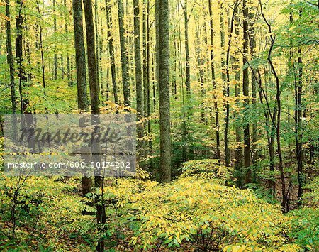 Forest, Great Smoky Mountains National Park, Tennessee, USA