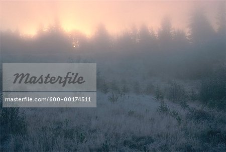 Morning Mist & Frost, near Kingston, New Brunswick, Canada