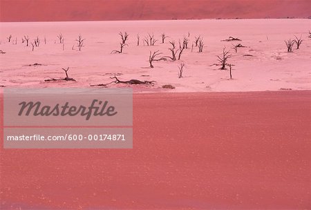 Dead Trees in Dry River Bed, Sossusvlei, Namibia