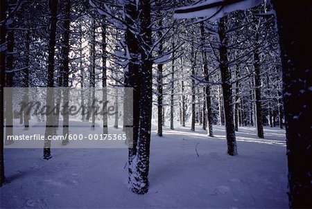 Snowy Forest, Ontario, Canada
