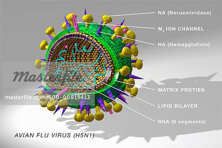 bird flu virus h5n1