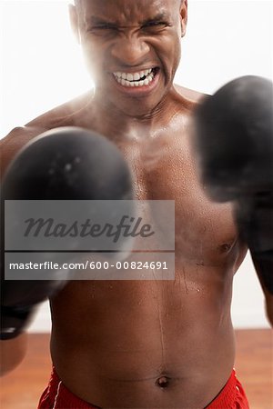 Portrait of Boxer