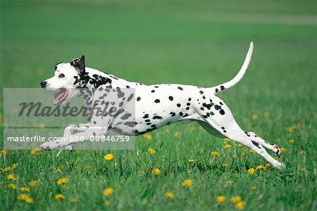 Dalmatian running hot sale speed