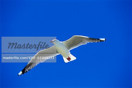 Red-Billed Gull