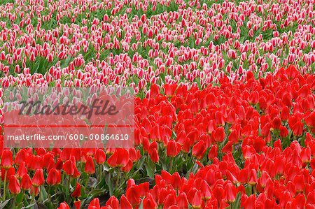 Tulip Field, Lisse, Holland, Netherlands