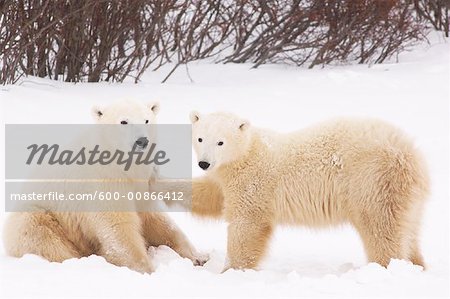 Polar Bears Playing, Churchill, Manitoba, Canada
