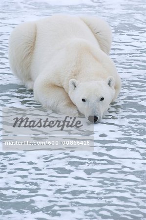 Polar Bear on Ice, Churchill, Manitoba, Canada