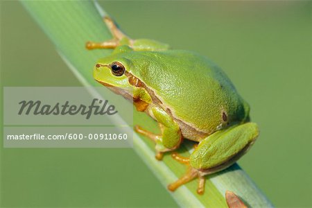 Tree Frog