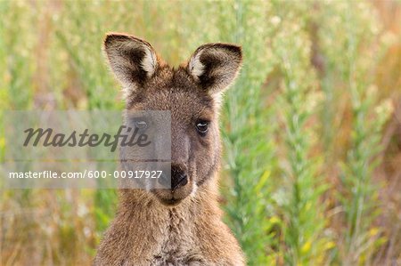 Eastern Grey Kangaroo, Wilsons Promontory National Park, Victoria, Australia