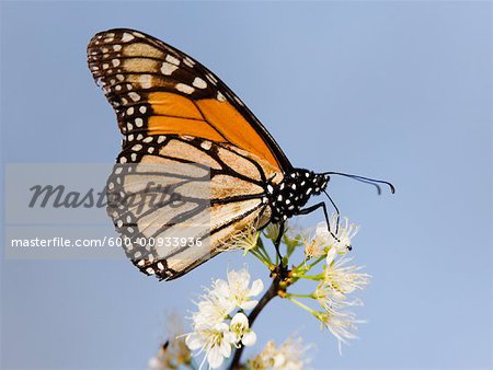 Monarch Butterfly on Branch