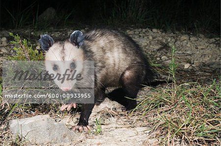 Possum at Night