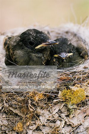 Eastern Phoebe Chicks in Nest