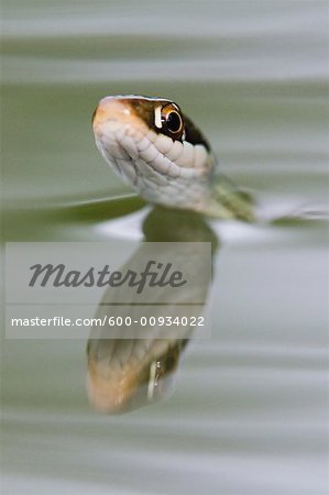 Ribbon Snake in Water