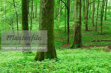 Deciduous Forest in Spring, Spessart, Bavaria, Germany