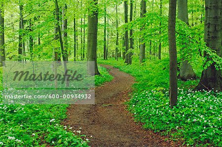 Path through Forest, Hainich National Park, Thuringia, Germany