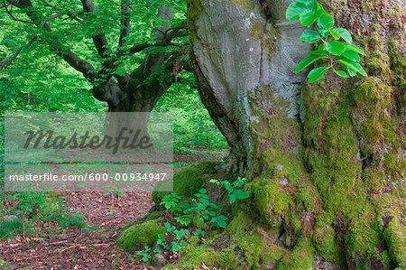 Old Beech Trees in Forest, Kellerwald-Edersee National Park, Hesse, Germany
