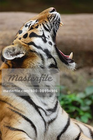 tiger side view roar