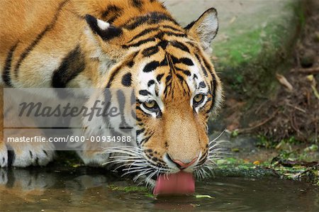 Siberian Tiger Drinking