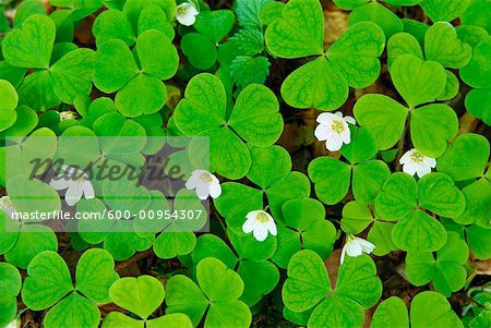 Oxalis