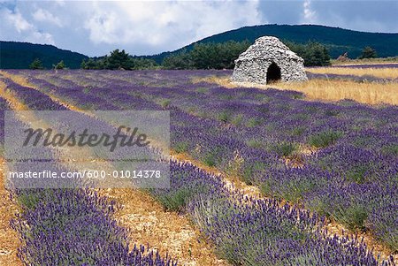 Lavender Field Near Ferrassieres, Provence, France