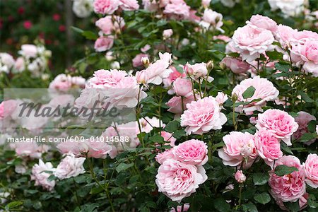 Pretty Jessica Rose Garden