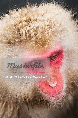 Portrait of Japanese Macaque