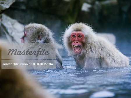 Japanese Macaques Fighting