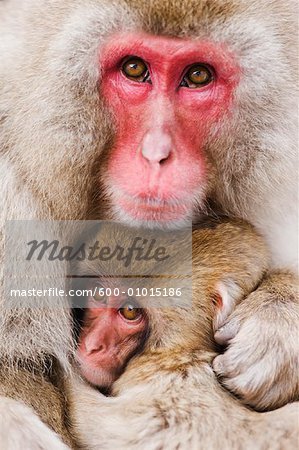 Portrait of Mother and Baby Japanese Macaques