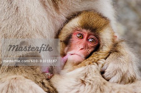 Japanese Macaque Nursing Baby