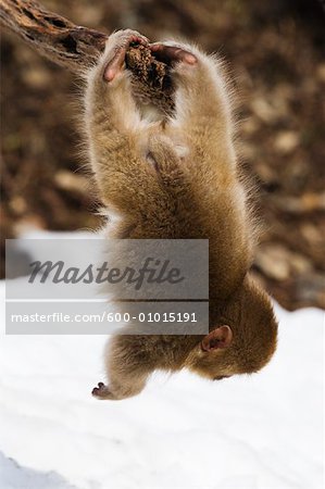 Baby Japanese Macaque Swinging Upside Down From Tree