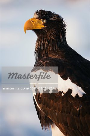 Steller's Sea Eagle, Nemuro Channel, Rausu, Hokkaido, Japan