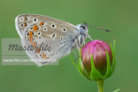 Common Blue Butterfly