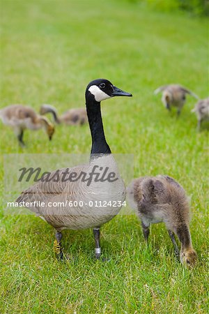 Canada Geese