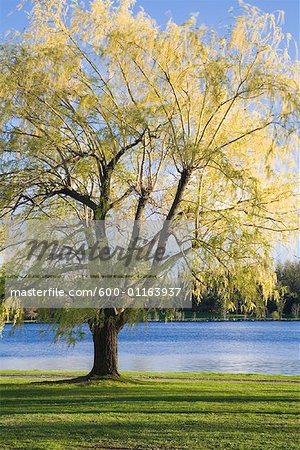 Tree by Lake, Dow's Lake, Ottawa, Ontario, Canada