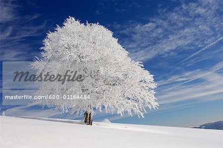 Snow-Covered Beech Tree, Black Forest, Baden-Wurttemburg, Germany