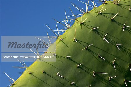Close-Up of Prickly Pear Cactus