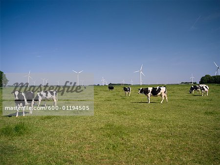 Cows and Wind Farm, Flevoland, The Netherlands