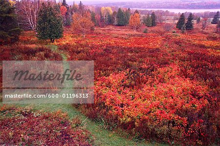 Overview of Field in Autumn, Shamper's Bluff, New Brunswick, Canada