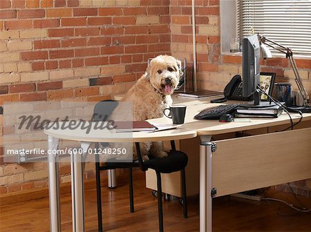 Dog Sitting At Desk Stock Photo Masterfile Premium Royalty