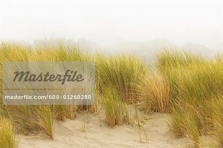Beach Grass, Sonoma Coast, California, USA