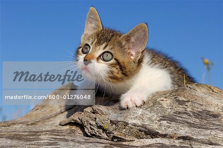 Portrait of Kitten