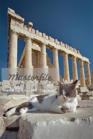 Cat by Acropolis, Athens, Greece