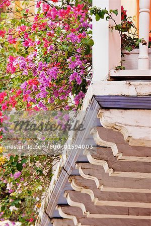 Bougainvillea Plants on Balcony