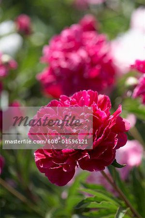 Pink Herbaceous Peony