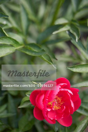 Red Herbaceous Peony