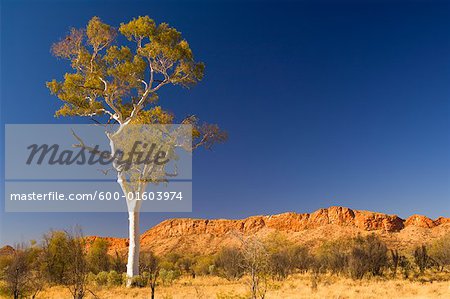 Ghost Gum Tree and West MacDonnell Ranges, West MacDonnell National Park, Northern Territory, Australia