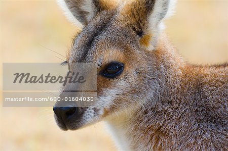 Red Necked Wallaby, Queensland, Australia