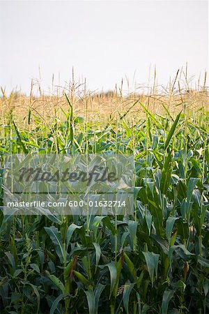 Corn Field