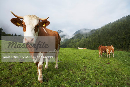 Portrait of Cow