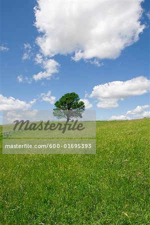 Lone Maple Tree in Field